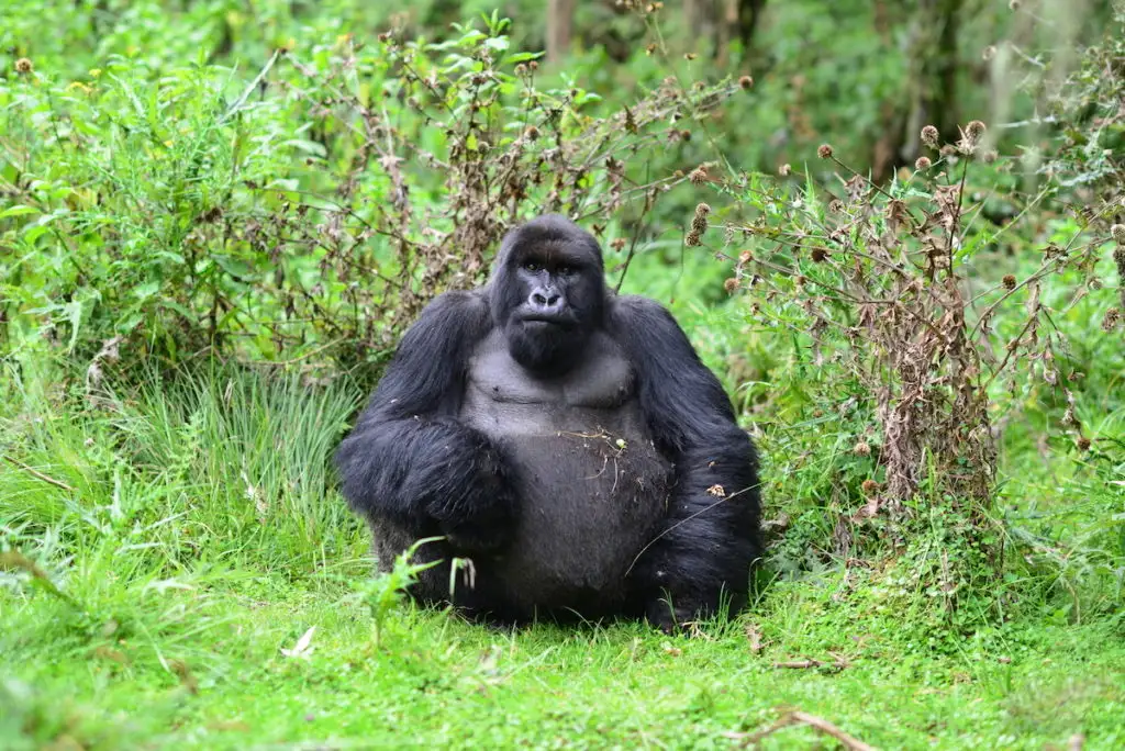 Gorilla trekking in Rwanda takes visitors into the forested slopes of Volcanoes National Park for one carefully regulated wildlife encounter.