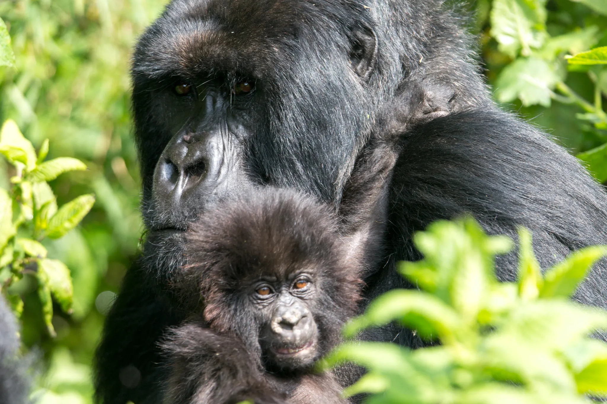 Plan gorilla trekking in Rwanda with current permit costs, the best travel seasons, packing advice, trek-day details and expert local planning tips.